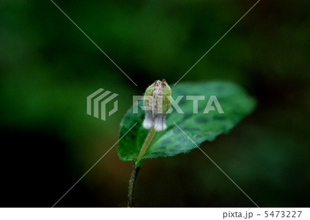 ヤマジノホトトギス 5473227