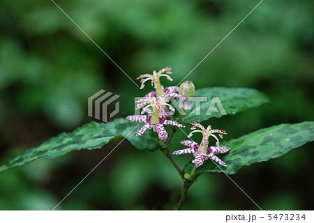 ヤマジノホトトギス 5473234