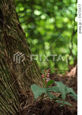 森に咲くハナミョウガ 5473377