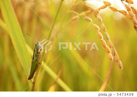 稲穂とイナゴ 稲穂とイナゴ 5473439