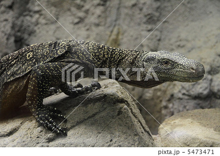 ハナブトオオトカゲ 5473471