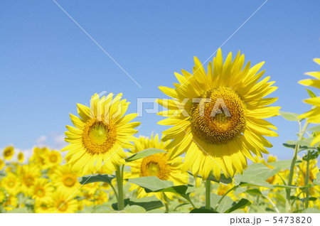 夏の代表の花　ヒマワリ畑 5473820