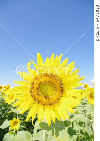 夏の代表の花　ヒマワリ 5473823