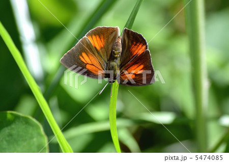 ウラギンシジミ 5474085