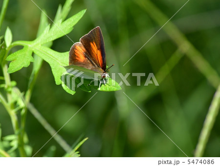 ウラギンシジミ 5474086