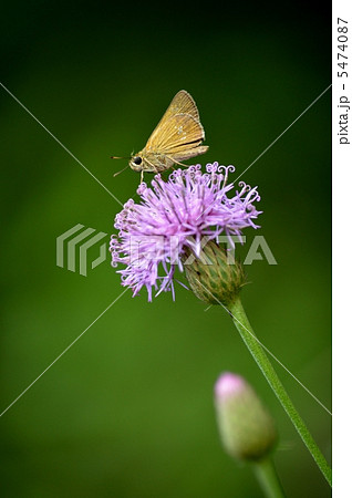 タムラソウとセセリチョウ 5474087