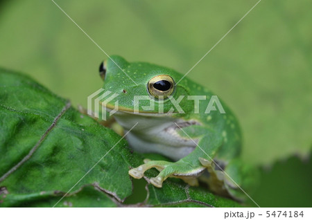 シュレーゲルアオガエル 5474184