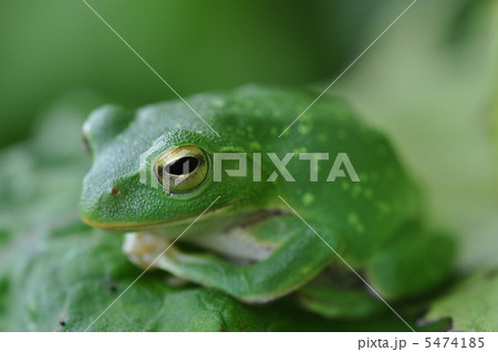 シュレーゲルアオガエル 5474185