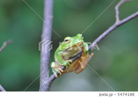 シュレーゲルアオガエル 5474186