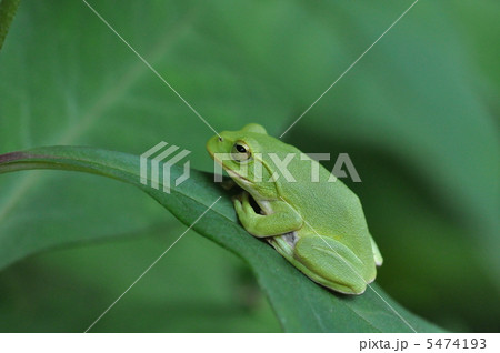 シュレーゲルアオガエル 5474193