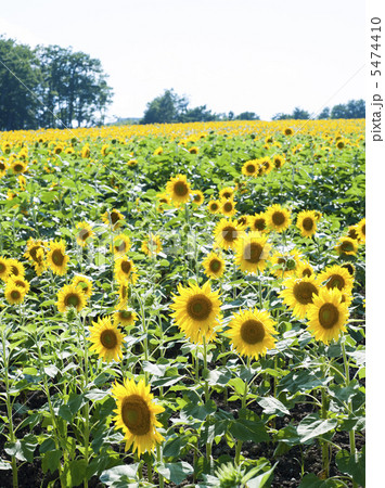 ひまわり畑 5474410