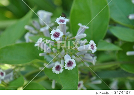 ヘクソカズラ 5474437