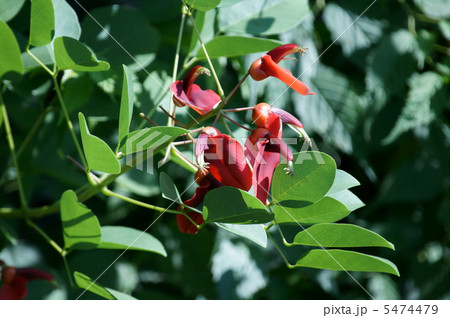アメリカ梯梧　和名は海紅豆(かいこうず) 5474479