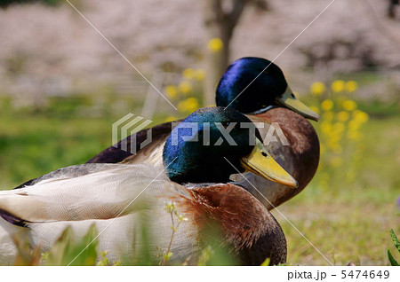真鴨アヒル 5474649