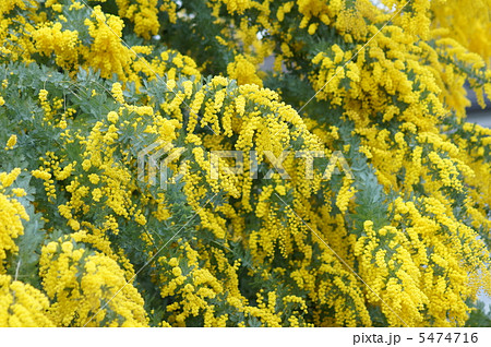 銀葉アカシア 別名ミモザアカシア ミモザサラダのようです・・・ 銀葉アカシア 別名ミモザアカシア ミモザサラダのようです・・・ 5474716