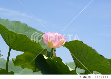 ピンクのハスの花 5475431