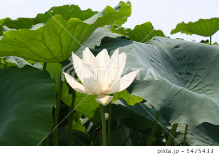 白いハスの花 5475433