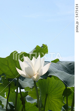 白いハスの花 5475434