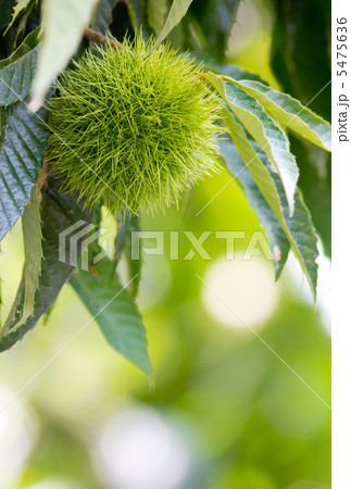 栗の実 5475636