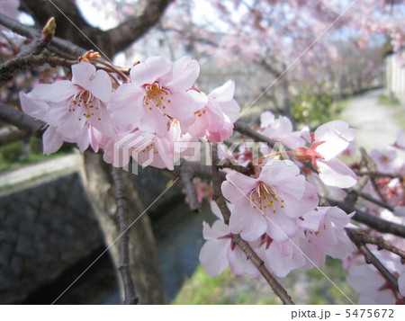哲学の道の桜 5475672