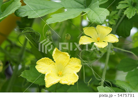 ゴーヤの花 5475731