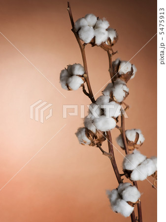 Cotton Cotton 5475913