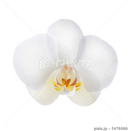 White Orchid Over White White Orchid Over White 5476066