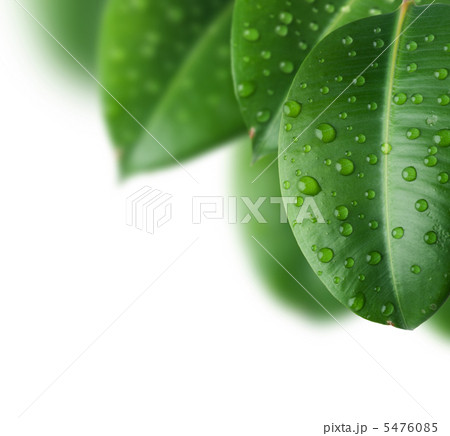 Fresh Leaves 5476085