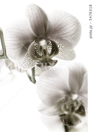 Orchid Black And White Orchid Black And White 5476318