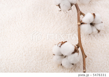 Cotton Plant On A Fluffy Towel Cotton Plant On A Fluffy Towel 5476331