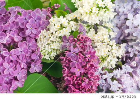 Beautiful Lilac Flowers Background 5476358