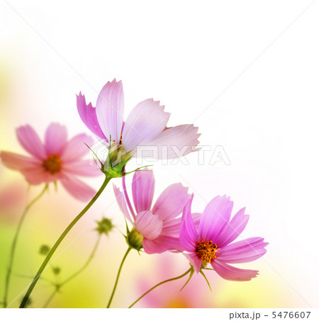 Beautiful Floral Border. Flower design Beautiful Floral Border. Flower design 5476607