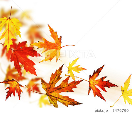 Autumn Leaves over white 5476790
