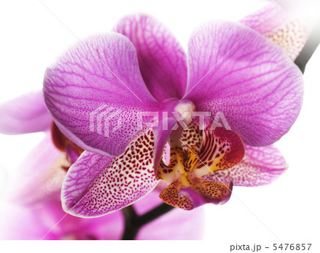 Beautiful Orchid Closeup Beautiful Orchid Closeup 5476857