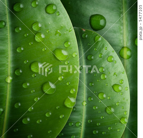 Fresh Leaves 5477105