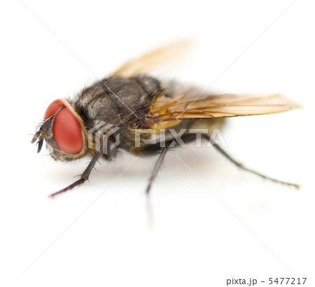 Supermacro Of A House Fly Isolated Supermacro Of A House Fly Isolated 5477217