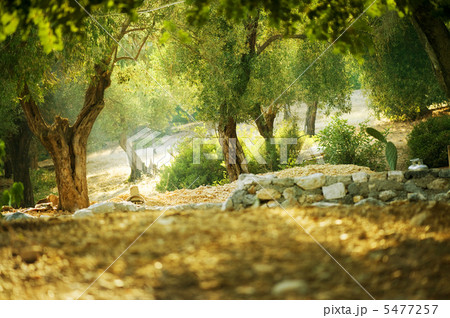 Olive Trees 5477257
