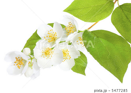 Beautiful fresh Jasmine Beautiful fresh Jasmine 5477285