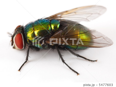 Fly Over White 5477603