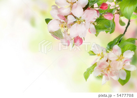 Spring Blossom Border Spring Blossom Border 5477708