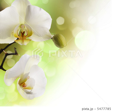 Orchids Border Orchids Border 5477785