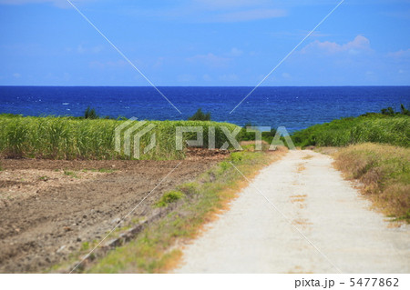 沖縄 波照間島のさとうきび畑 沖縄 波照間島のさとうきび畑 5477862