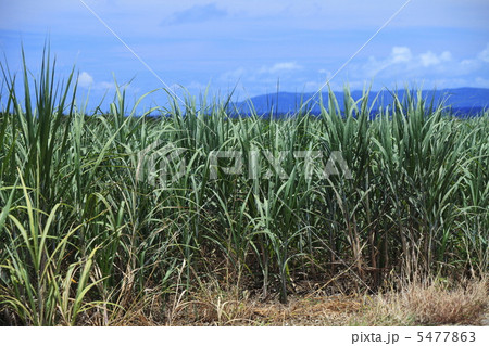 沖縄 波照間島のさとうきび畑 沖縄 波照間島のさとうきび畑 5477863