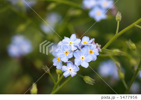 ワスレナグサ ワスレナグサ 5477956