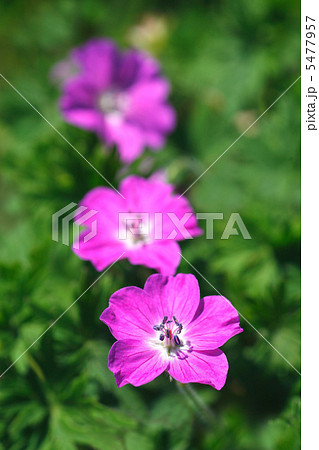 アケボノフウロ 5477957