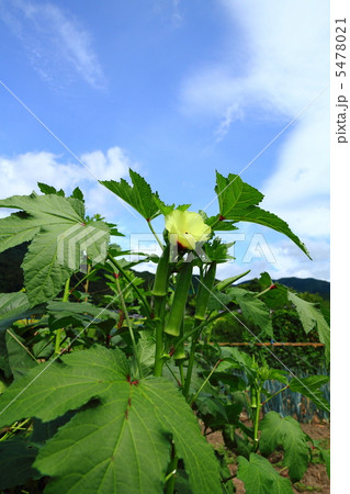 オクラ オクラ 5478021