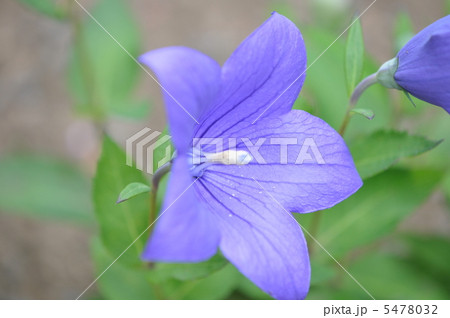 キキョウ 5478032