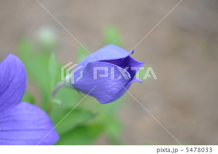 キキョウ キキョウ 5478033