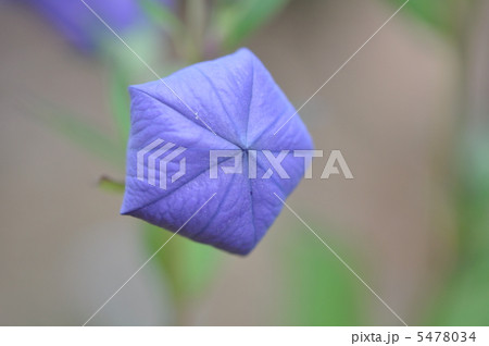 キキョウ 5478034