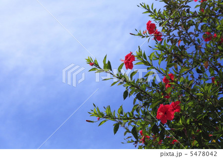 南国のイメージ ハイビスカス 南国のイメージ ハイビスカス 5478042